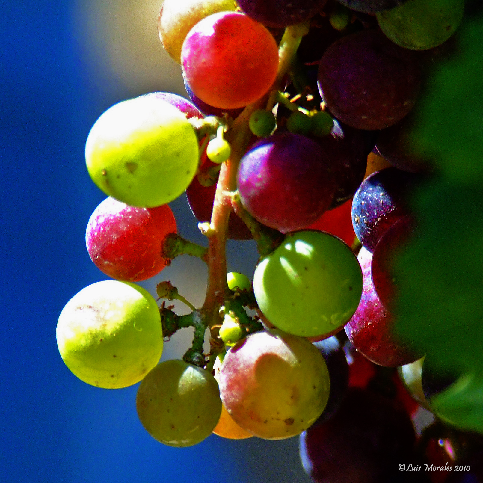 Fruit of the Vine | Shutterbug